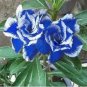 New Rare Blue Desert Rose (Adenium) 4 Seeds