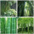 Giant Fresh Moso Bamboo 200 Seeds