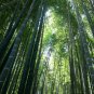 Giant Fresh Moso Bamboo 200 Seeds