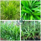 Fragrant Grass Seeds Annual Pandan Flower 100 Seeds
