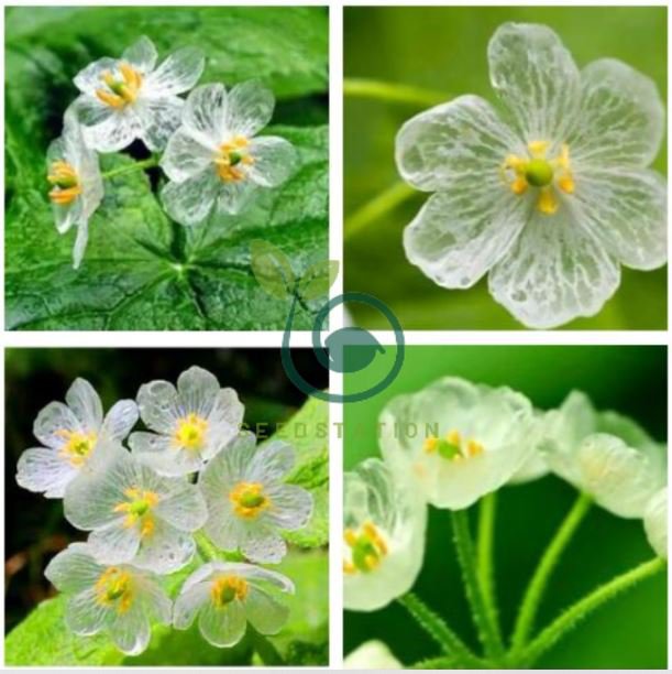 Heirloom Skeleton Flowers 100 Seeds
