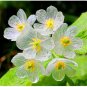 Heirloom Skeleton Flowers 100 Seeds