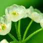 Heirloom Skeleton Flowers 100 Seeds