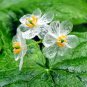 Heirloom Skeleton Flowers 100 Seeds
