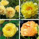 Golden Yellow Peony Tree Flower 10 Seeds