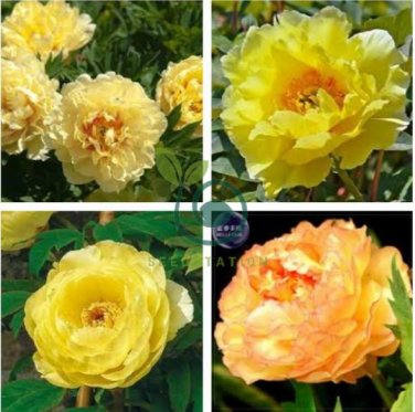 Golden Yellow Peony Tree Flower 10 Seeds