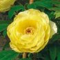 Golden Yellow Peony Tree Flower 10 Seeds