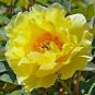 Golden Yellow Peony Tree Flower 10 Seeds
