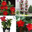 Mandevilla Sanderi Seeds Red Flowers 200 Seeds
