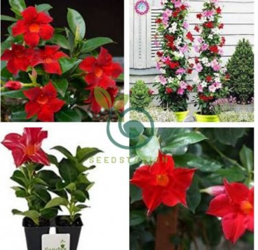 Mandevilla Sanderi Seeds Red Flowers 200 Seeds