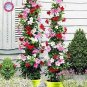 Mandevilla Sanderi Seeds Red Flowers 200 Seeds