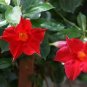 Mandevilla Sanderi Seeds Red Flowers 200 Seeds