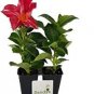 Mandevilla Sanderi Seeds Red Flowers 200 Seeds