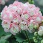 Rare Geranium Bonsai Apple Blossom Rosebud Pelargonium 40 Seeds