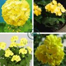 Geranium Purely Greenish Yellow Big Blooms Bonsai Flowers 20 Seeds