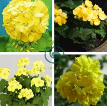 Geranium Purely Greenish Yellow Big Blooms Bonsai Flowers 20 Seeds