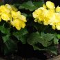 Geranium Purely Greenish Yellow Big Blooms Bonsai Flowers 20 Seeds