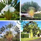 Purple Travelers Palm Flores Bonsai 200 Seeds