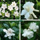 Gardenia Jasminoides Cape Jasmine Heirloom 56 Seeds