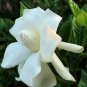 Gardenia Jasminoides Cape Jasmine Heirloom 56 Seeds
