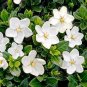 Gardenia Jasminoides Cape Jasmine Heirloom 56 Seeds