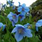 New Poppy Himalayan Blue Meconopsis 100 Seeds