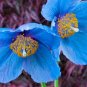 New Poppy Himalayan Blue Meconopsis 100 Seeds