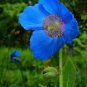 New Poppy Himalayan Blue Meconopsis 100 Seeds