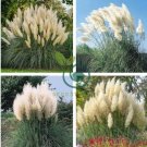 Pampas Grass Cortaderia Seed are Very Beautiful Garden Plants 2000 Seeds