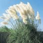 Pampas Grass Cortaderia Seed are Very Beautiful Garden Plants 2000 Seeds