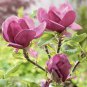 Rare 'Genie' Genie Dark Red Yulan Magnolia Tree Flower 20 Seeds