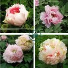 Light Pink Rose Red Tree Peony 'Qiu Ball' Flower 10 Seeds