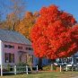 Autumn Blaze Red Maple Tree 40 Seeds
