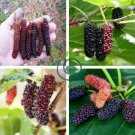 Big Long Mulberry Fruit Tree 100 Seeds