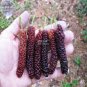 Big Long Mulberry Fruit Tree 100 Seeds