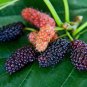 Big Long Mulberry Fruit Tree 100 Seeds