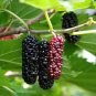 Big Long Mulberry Fruit Tree 100 Seeds
