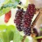 Big Long Mulberry Fruit Tree 100 Seeds