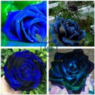 New Midnight Supreme Dark Blue Rose Bush Flower 100 Seeds