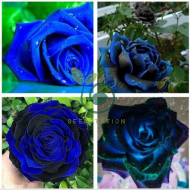 New Midnight Supreme Dark Blue Rose Bush Flower 100 Seeds