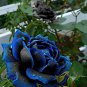 New Midnight Supreme Dark Blue Rose Bush Flower 100 Seeds