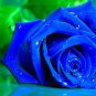 New Midnight Supreme Dark Blue Rose Bush Flower 100 Seeds