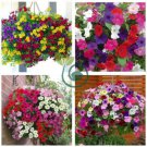 Hanging Petunia Mixed 400 Seeds