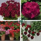 Geranium Purely Deep Red Perennial Bonsai Flowers 20 Seeds