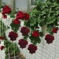Geranium Purely Deep Red Perennial Bonsai Flowers 20 Seeds