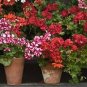 Geranium Purely Deep Red Perennial Bonsai Flowers 20 Seeds