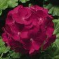 Geranium Purely Deep Red Perennial Bonsai Flowers 20 Seeds