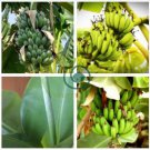 Dwarf Banana 60 Seeds