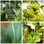 Dwarf Banana 60 Seeds