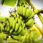Dwarf Banana 60 Seeds